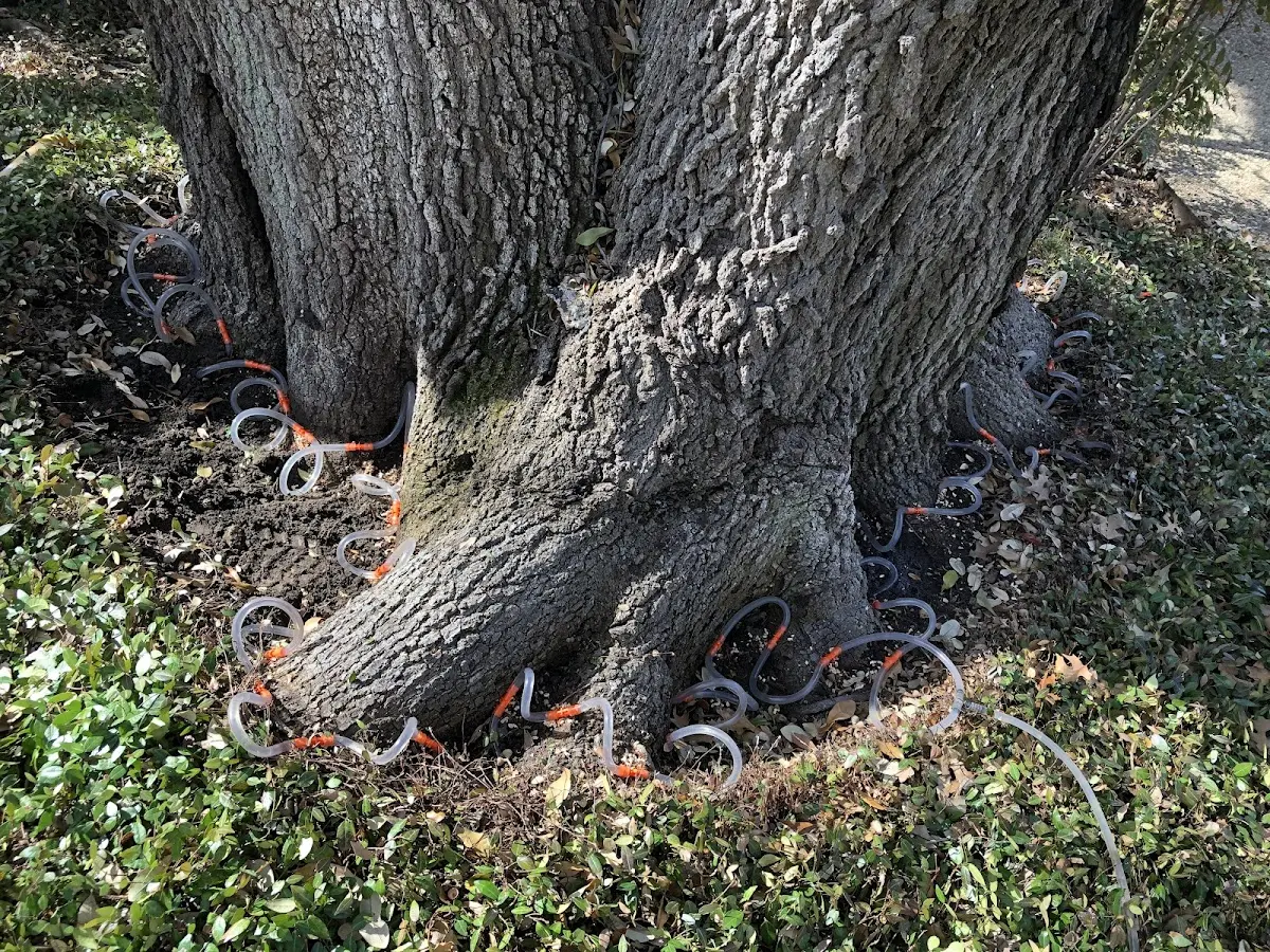 Detailed Tree Cabling and Bracing job site in Lanesboro