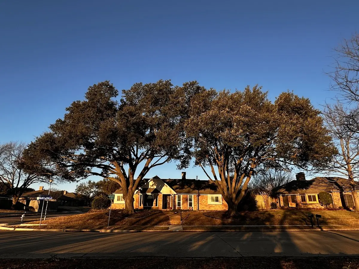 Established residential canopy tree shading a home in Lanesboro